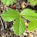 Fragaria chiloensis Листок