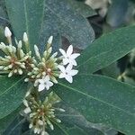 Acokanthera oblongifolia Outro