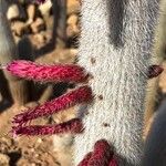 Cleistocactus strausii Frunză