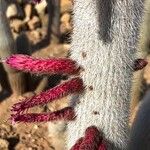 Cleistocactus strausii 葉