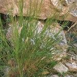 Achnatherum calamagrostis Blatt