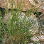 Achnatherum calamagrostis Blad