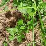 Fumaria agraria Hoja