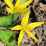 Gagea pratensis Blomma