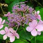 Hydrangea serrata Кветка