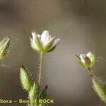 Sabulina tenuifolia Diğer