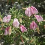 Ononis tridentata Flower