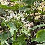 Mikania scandens Flower