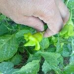 Capsicum baccatum Плід