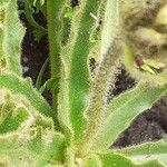 Hieracium berardianum Likasa