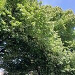 Tilia tomentosa Habit