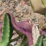 Stapelia grandiflora Flower