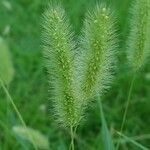 Setaria viridis Flower