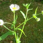 Erigeron annuus Flower