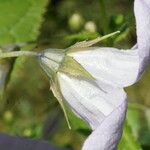 Campanula lactiflora Blodyn
