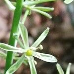 Loncomelos pyrenaicus Flor
