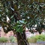 Magnolia grandiflora Агульны выгляд