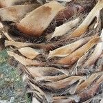 Washingtonia robusta Bark
