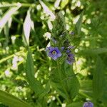 Veronica anagallis-aquatica Flor