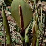 Arum concinnatum Fleur