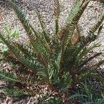 Polystichum munitumLapas