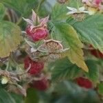 Rubus idaeusGyümölcs