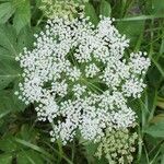 Peucedanum ostruthium Flower