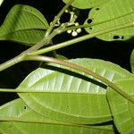 Miconia cooperi Leaf