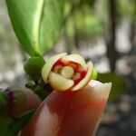 Garcinia pedicellata Квітка