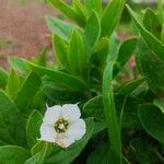 Trichodesma indicum Flower