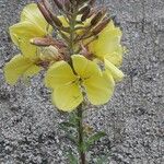 Oenothera elata 花