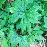 Diphylleia cymosa Hoja