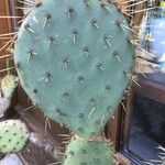 Opuntia littoralis List