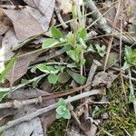 Antennaria plantaginifolia Habit