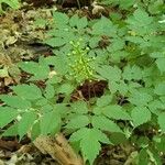 Actaea pachypodaFruit