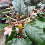 Elaeagnus pungens Fruto