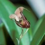 Scaphosepalum anchoriferum Flor