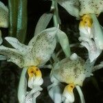 Stanhopea warszewicziana Kwiat