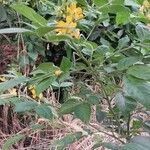 Senna hirsuta পাতা