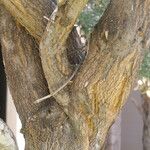 Boscia albitrunca Kabuk