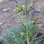 Teucrium pseudochamaepitys Fruchs