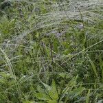 Festuca rubra Hábito