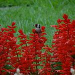 Salvia splendens Floare