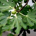 Ficus carica 形態