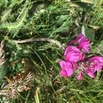 Pedicularis cenisia Flower