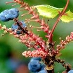 Berberis aquifolium Muu