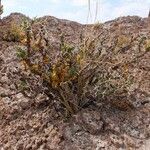 Adesmia horrida Annet