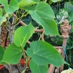 Tilia dasystyla List