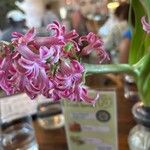 Hyacinthus orientalisFlower