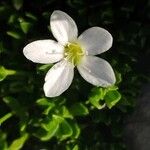 Arenaria ciliata Flor